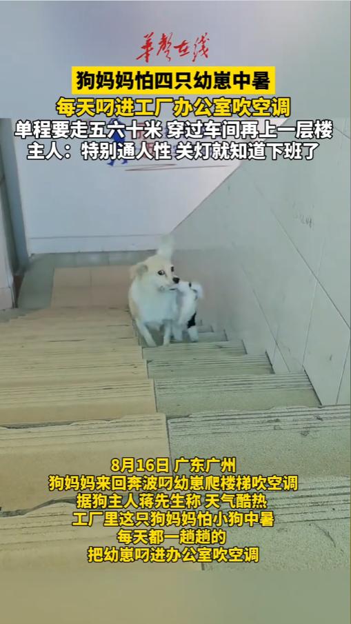 “太有灵性了！”广东广州，一家工厂里面，狗妈妈生了四个崽子。由于天太热，担心崽子