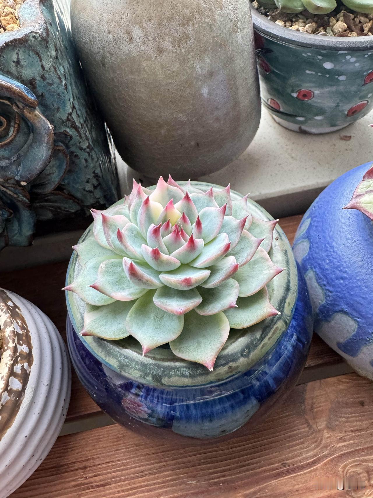 养吉娃娃锦真是个细致活。就像我这盆，好多天没浇水，叶片都瘪瘪的，没了往日的圆润饱