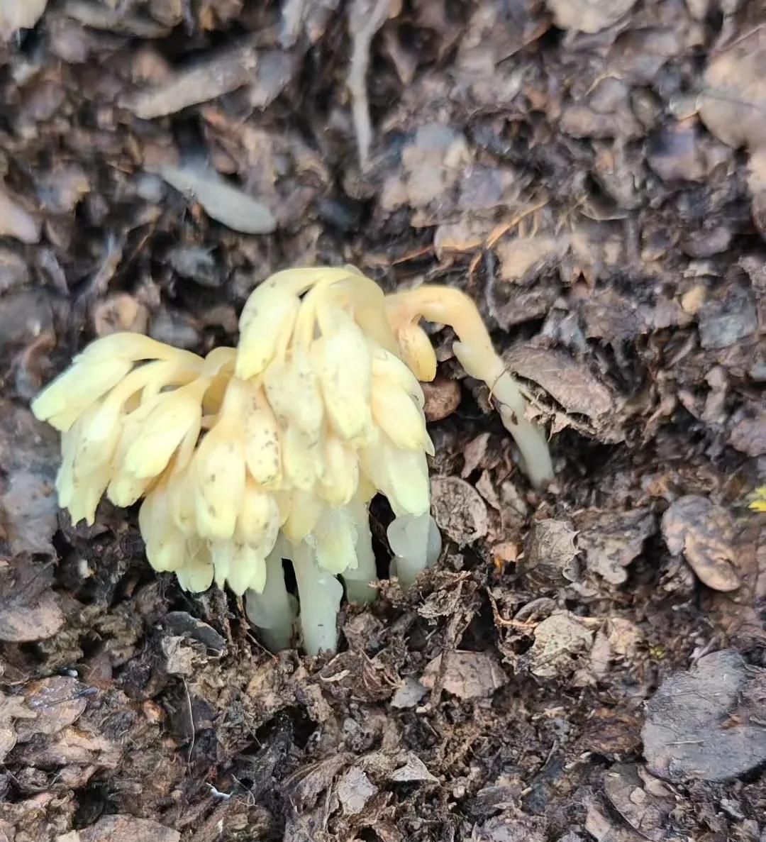 这是不是冥界之花？有认识这是什么东西的吗？说它是菌类也不像，倒像是某种植物有根有