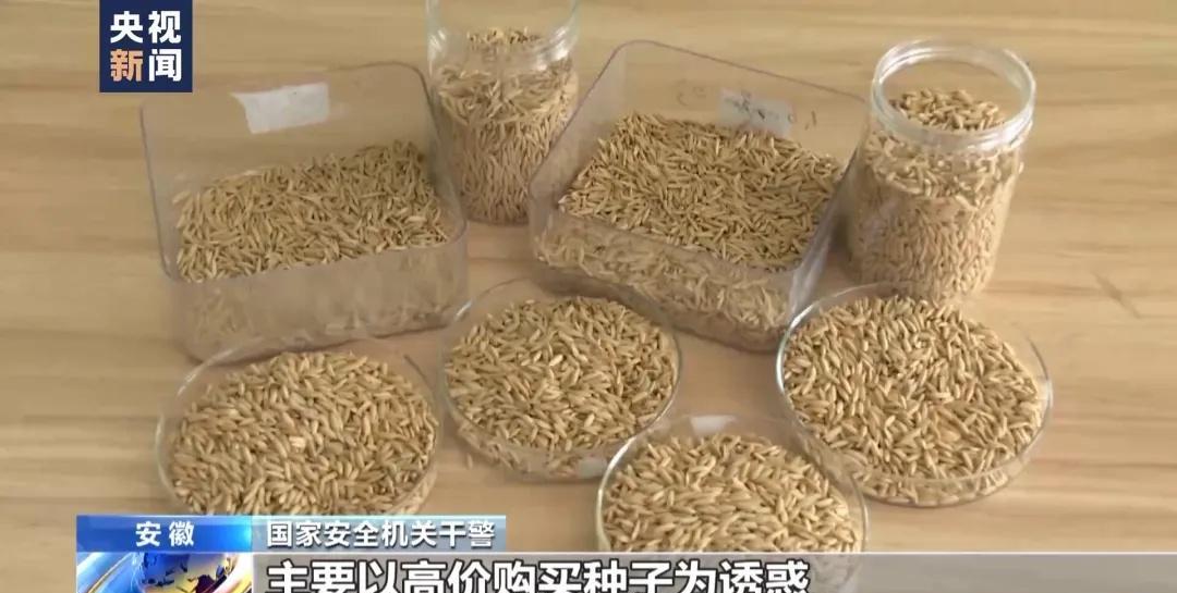 “应该立即死刑！”央视新闻在4月14日曝光了一起惊天大案：我国杂交水稻之父袁隆平