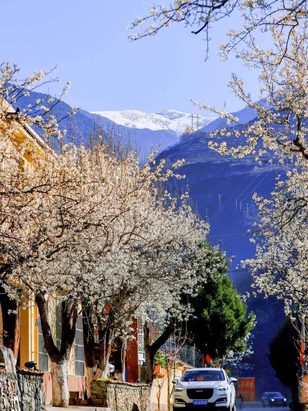 每年的3-4月，国内简直就是花的宇宙✨！给大家整理了8个绝美又小众的赏花地，