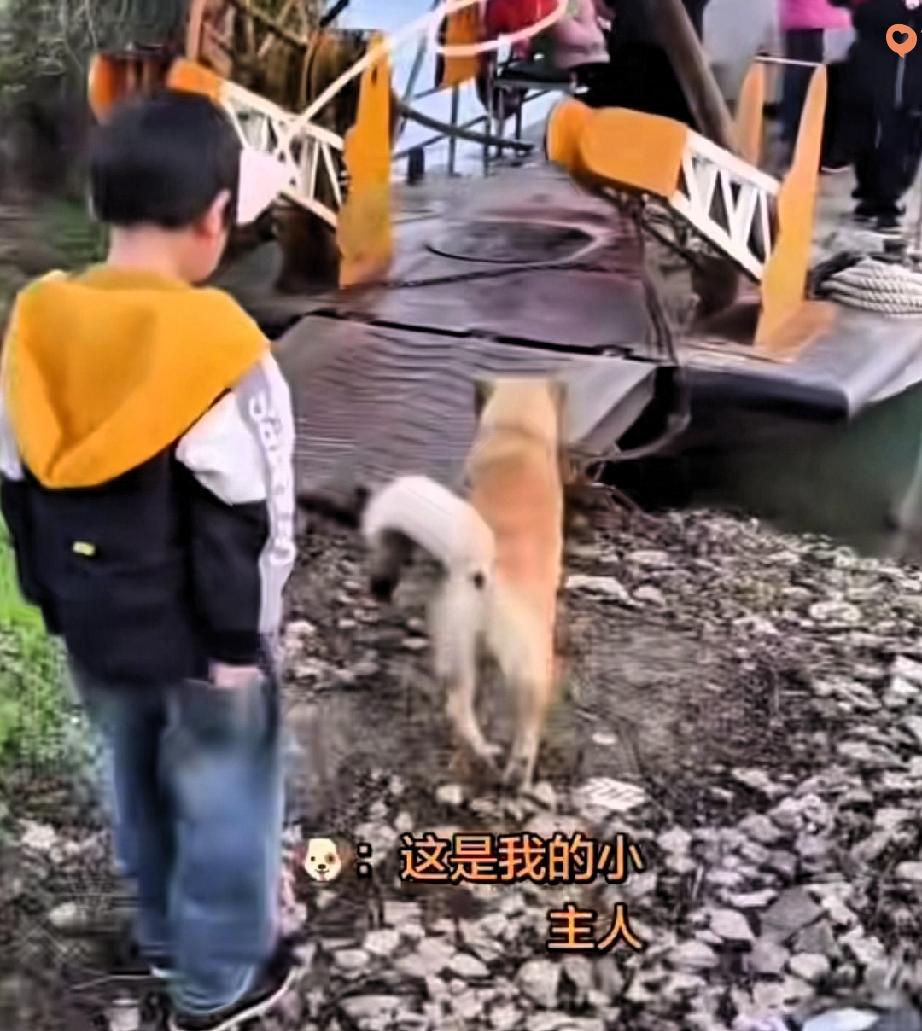 湖南这只中华田园犬也太暖了吧！每天风雨无阻送小主人上学，20里路往返，没渡船就