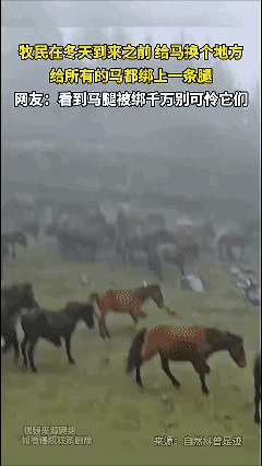 为什么要绑住一条马腿？[？？？]