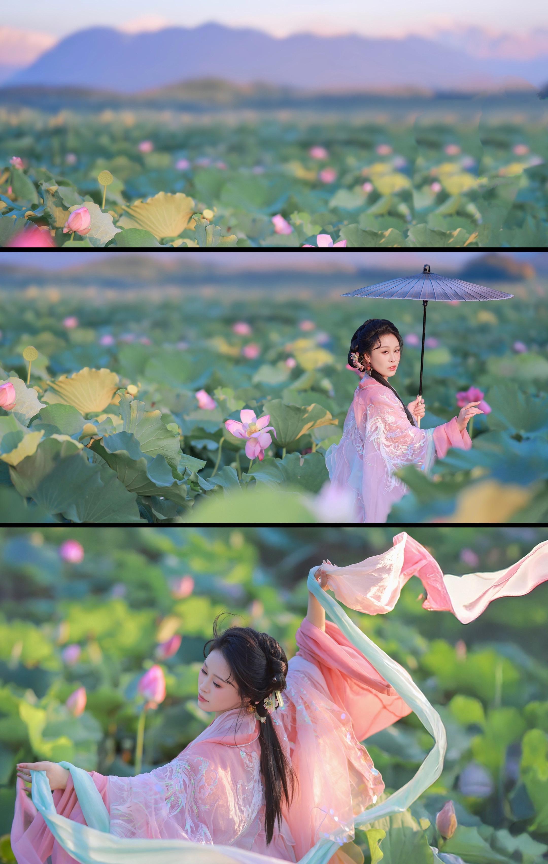 荷花就是夏日顶流