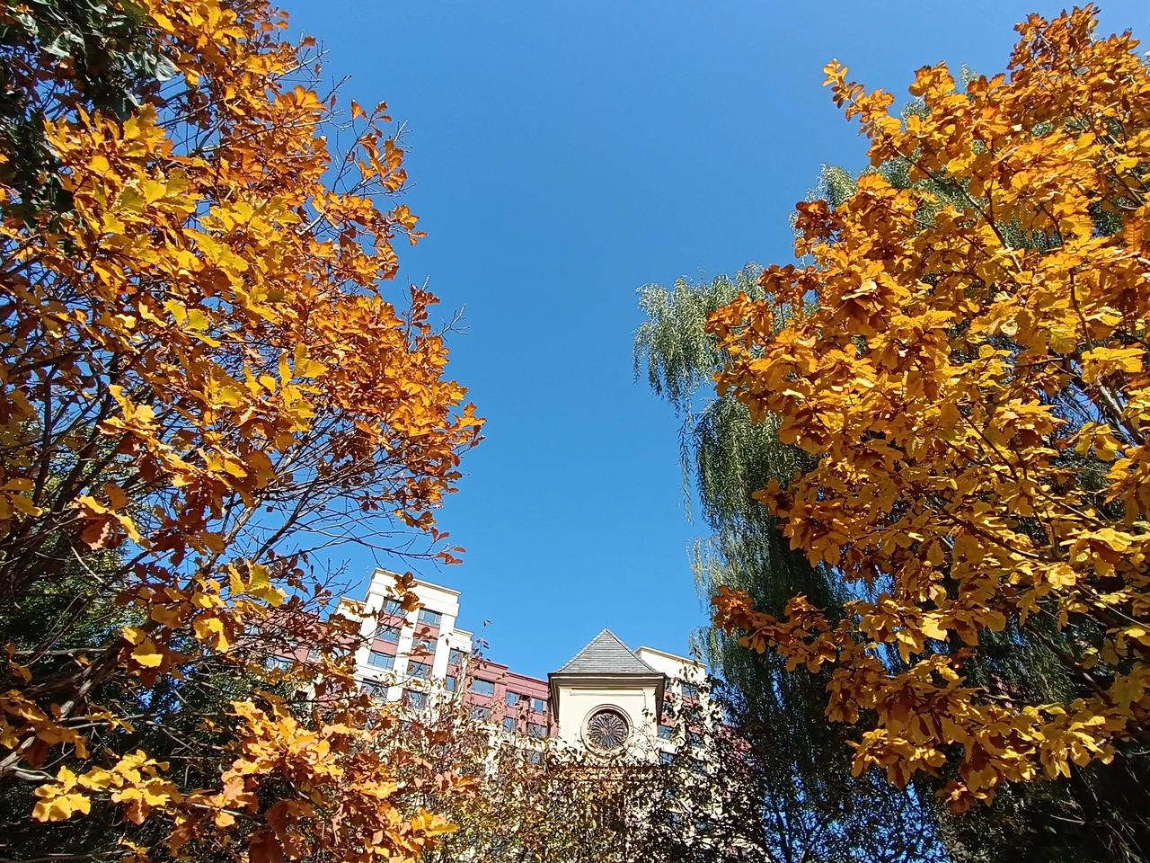 秋意晕染枝头城市角落成了调色盘金黄的叶在蓝天映衬下璀璨如星银杏枝桠洒落