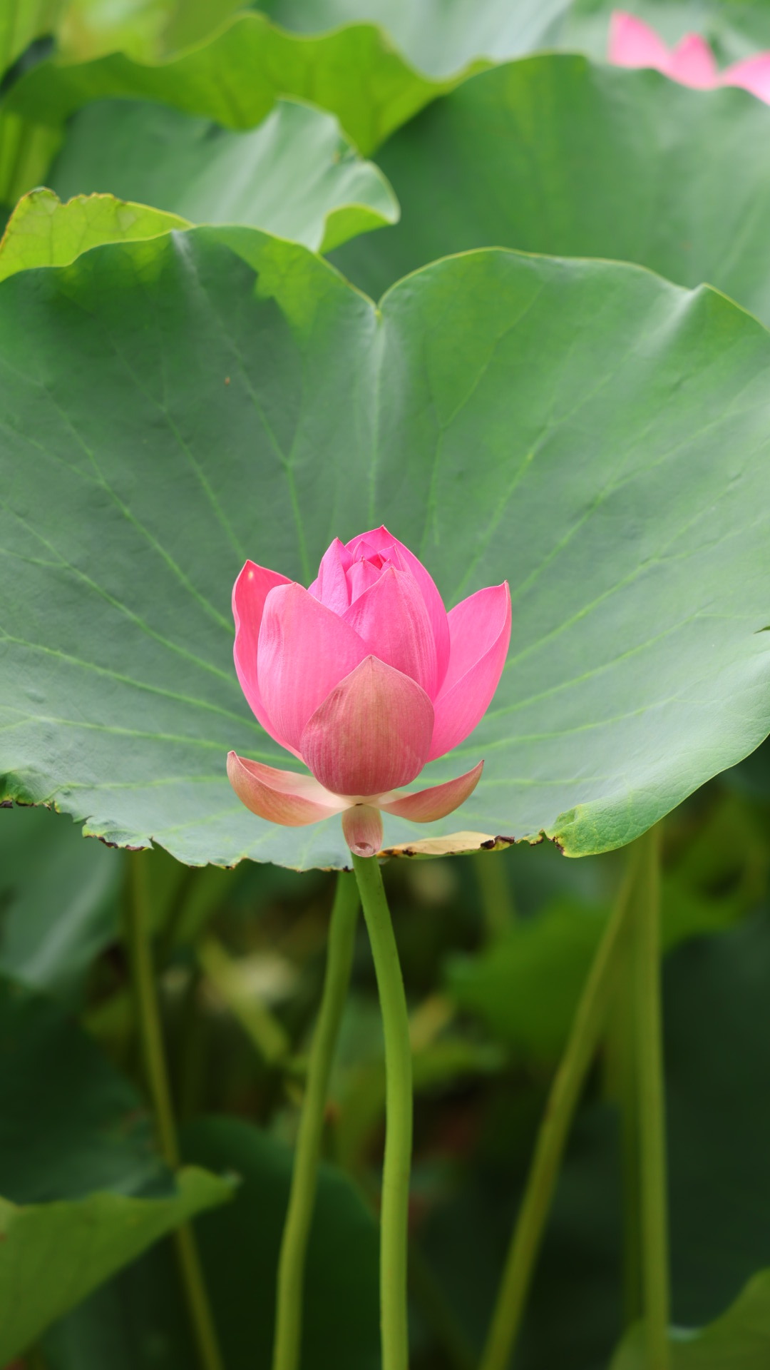 荷香四溢，出水芙蓉。