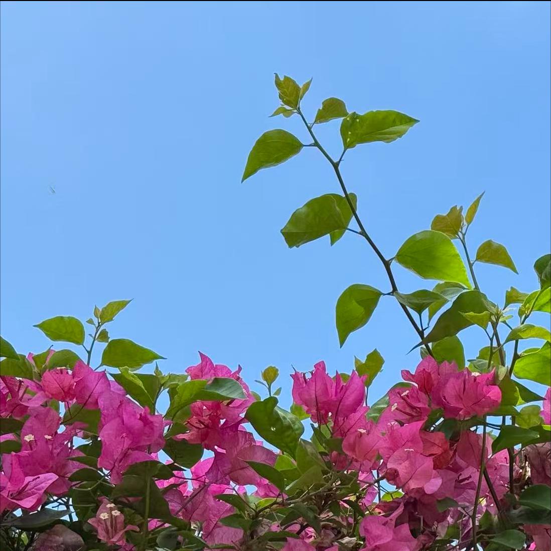 @国务院  建议“十五五”多建一些高铁通往革命老区 12月26日，西安至延