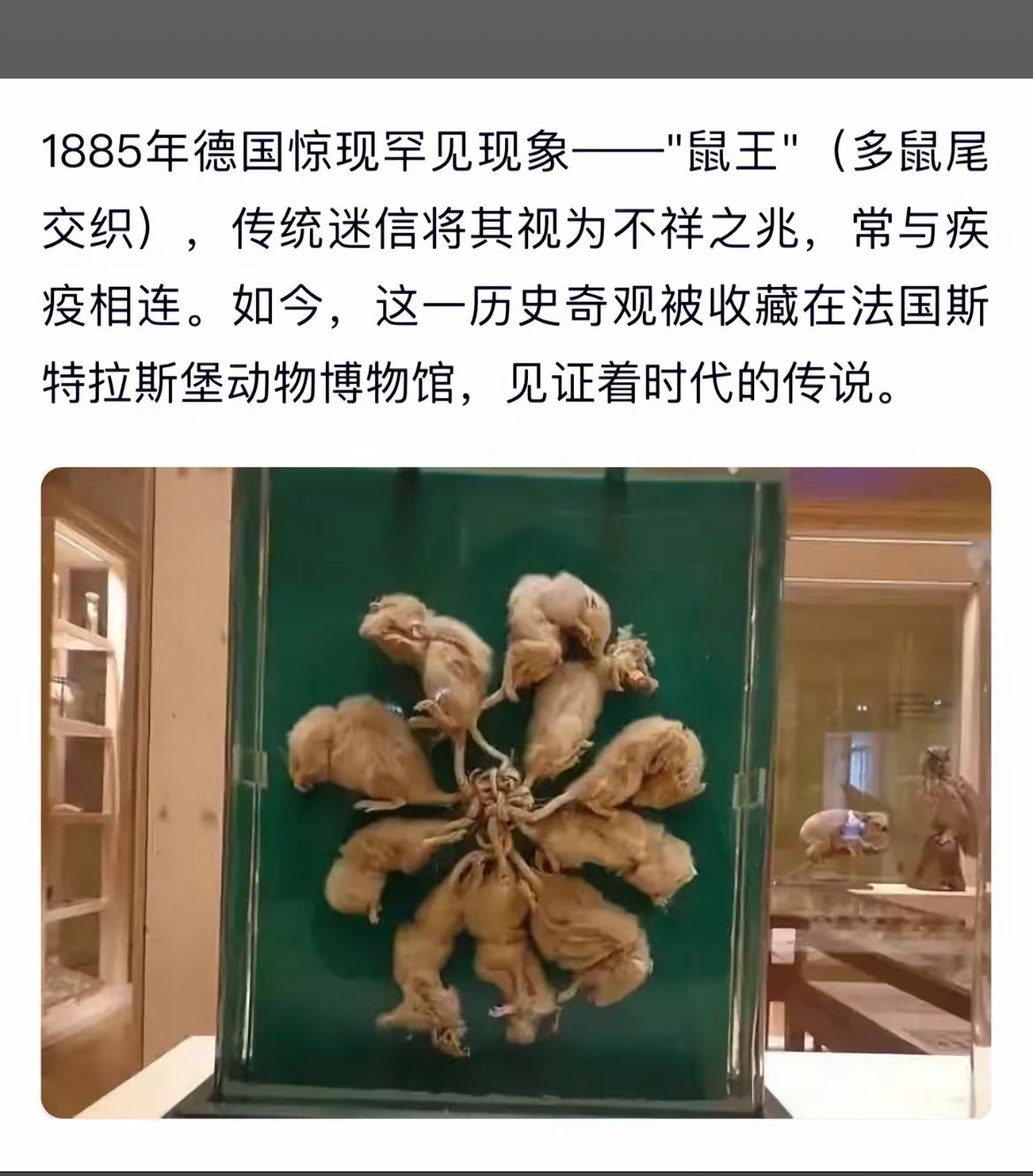 1885年德国惊现罕见“鼠王”，多鼠尾交织，不祥之兆，与疾病相连。