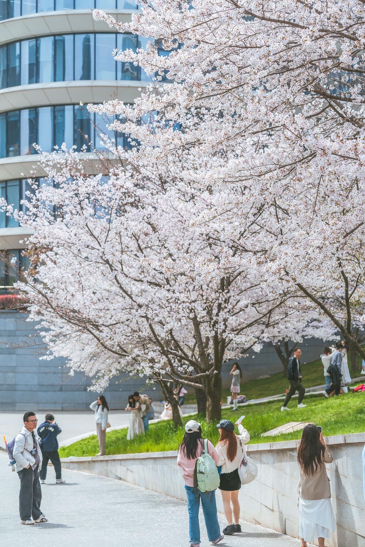 软件大道绝美的一片樱花林，和绿草坪太配了南京