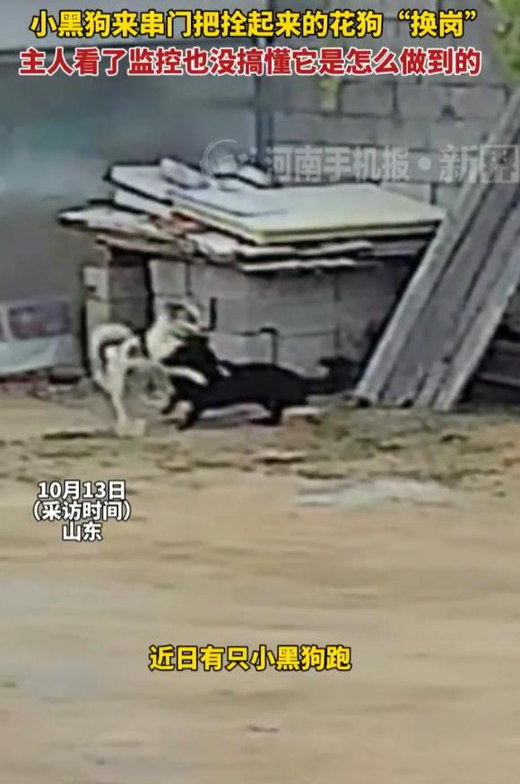 “笑不活了！”10月15日报道，山东，一男子养了只小花狗，当天他把狗拴在院子里，