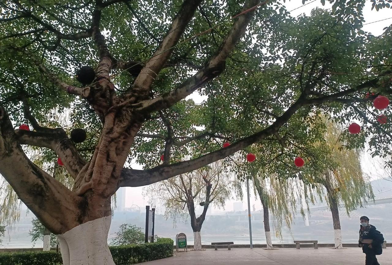 当了31年班主任，基本上都是我在选科任老师。下学期不再当班主任了，该别人选我这个
