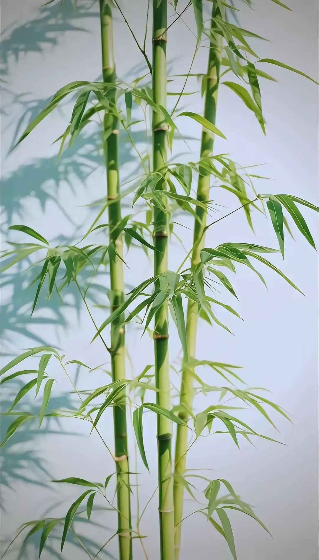 为何美国禁止种竹子，中国反而大量种植？美国人对竹子的警惕，源于20世纪初的一次