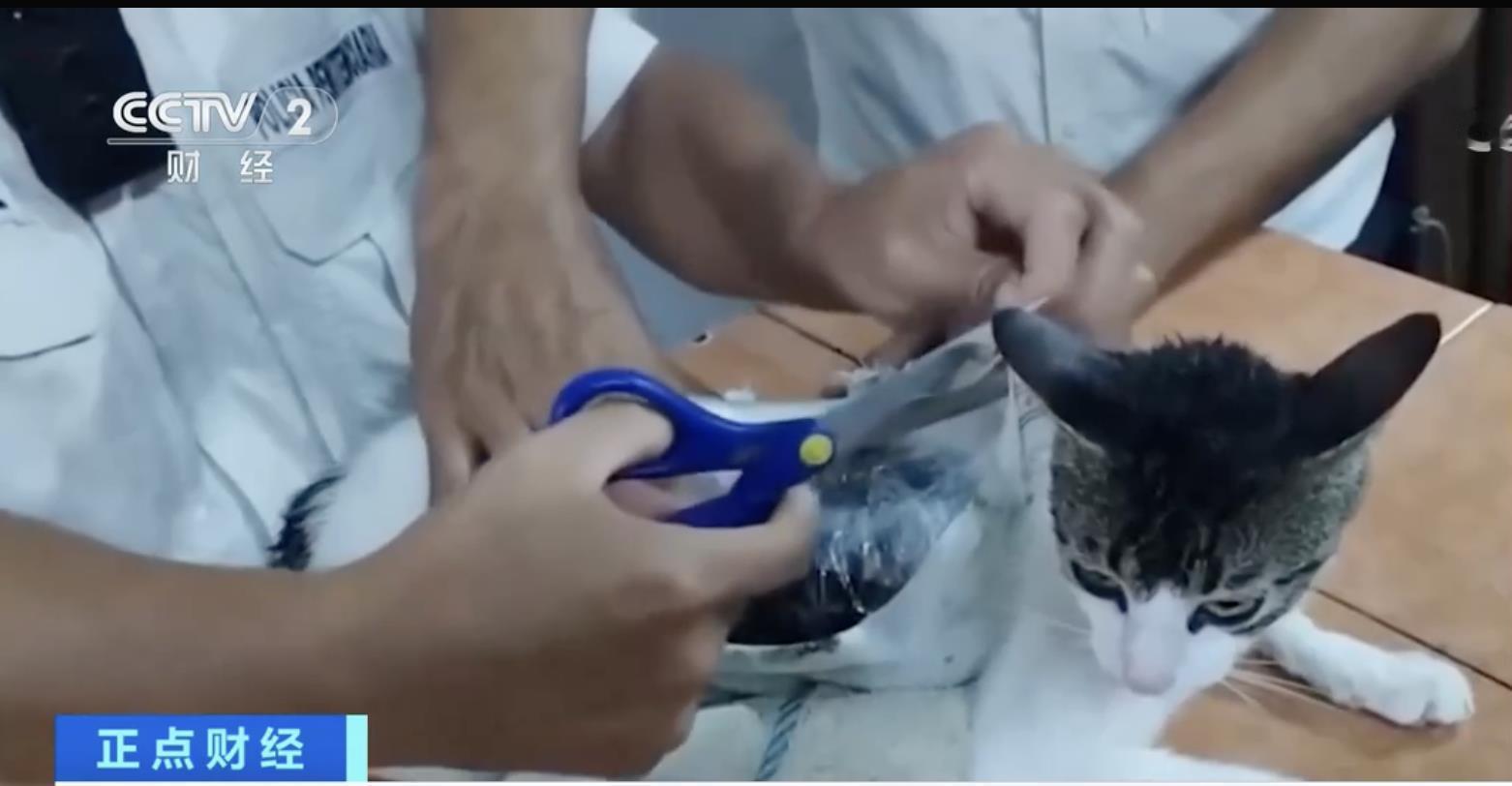 一只猫向监狱走私毒品被抓世界逐渐抽象的我不认识了，除了猫咪据说之前鸽子、蜥蜴、小