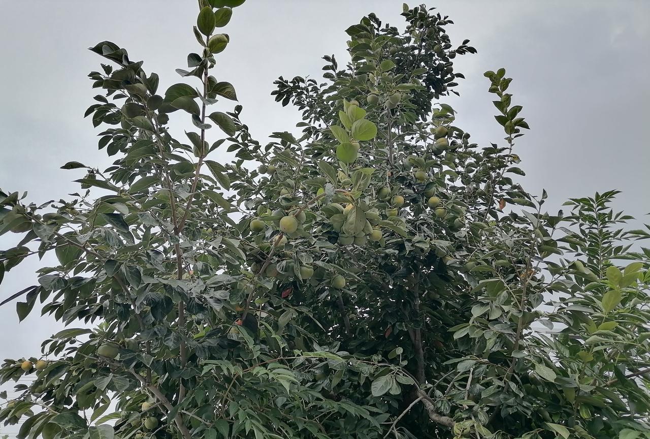 烟台和临沂各县代表性特产对比。细数一下烟台各地代表性特产，看看有没有漏的？栖