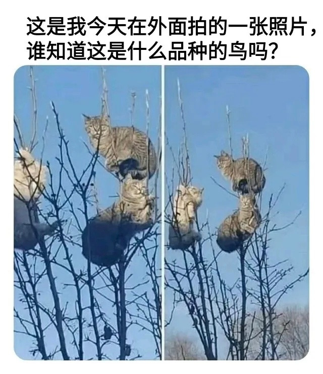 猫头嘤​​​