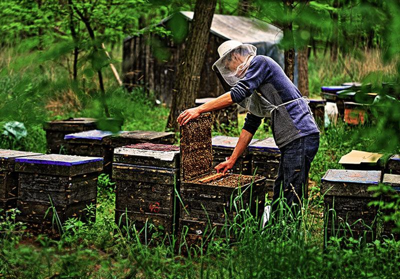 养蜂日常工作很规律，核心是：每日巡查、定期开箱、控病防逃、饲喂调脾、季节管理。
