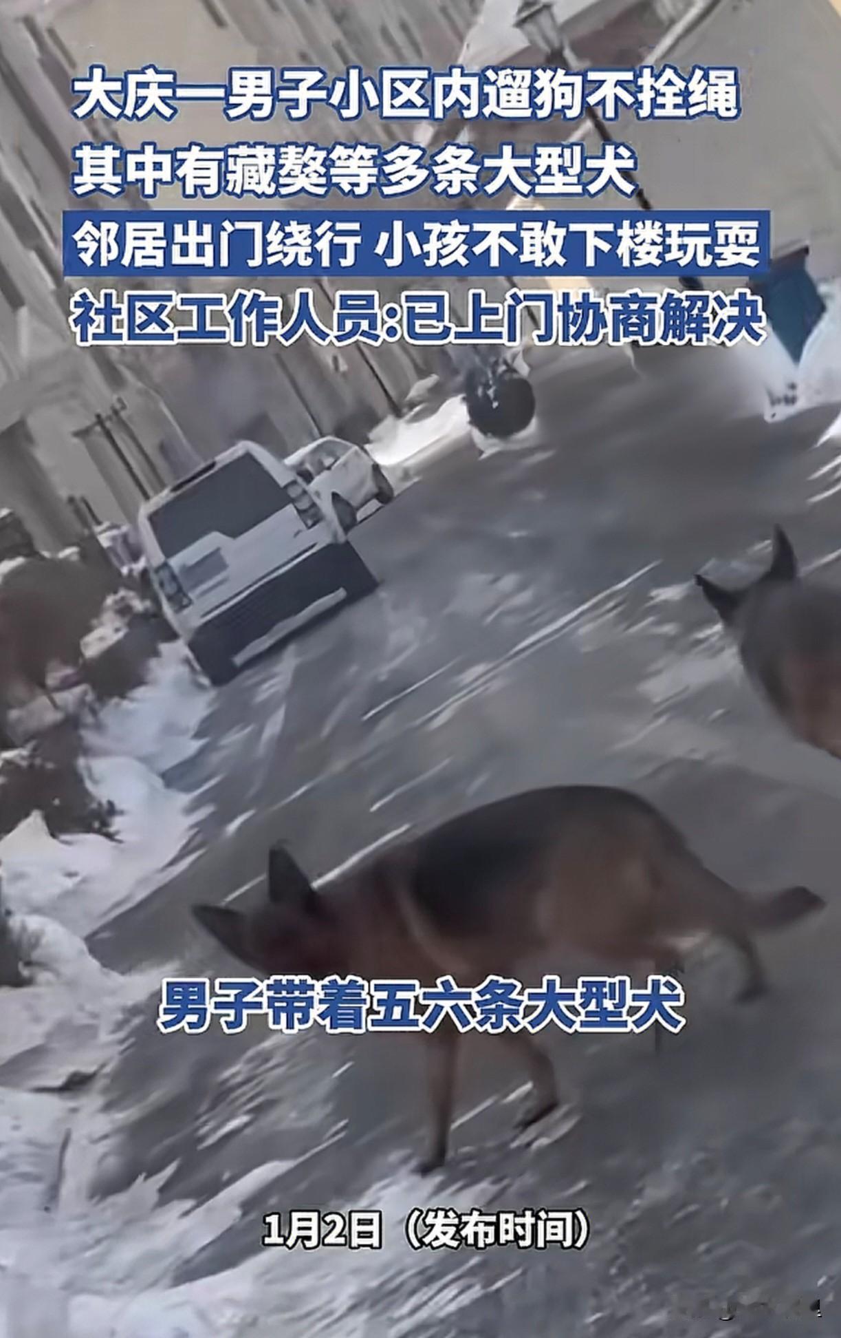 遛狗不拴绳，真是不怕出事啊。大庆一男子，在小区养了五六条大型犬，还有藏獒，天