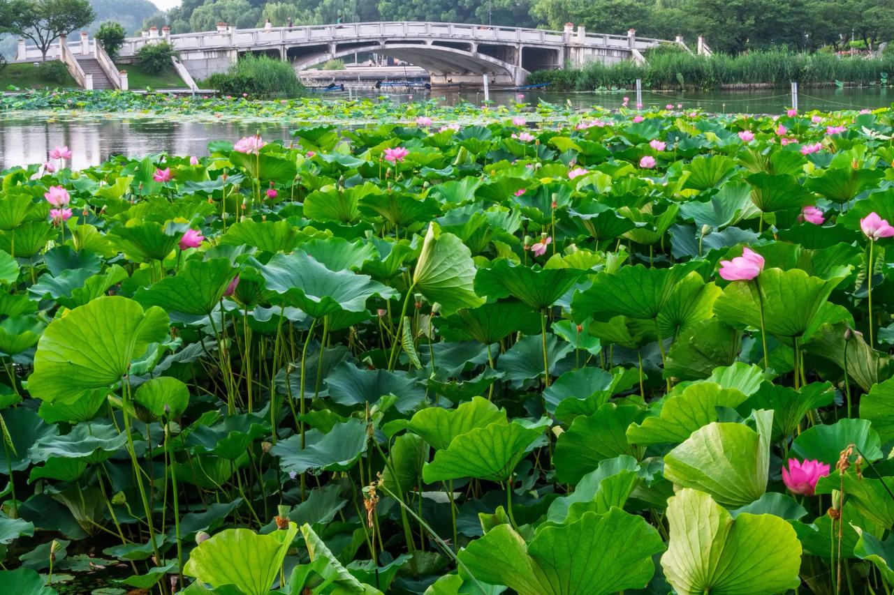 南京玄武湖。南京玄武湖