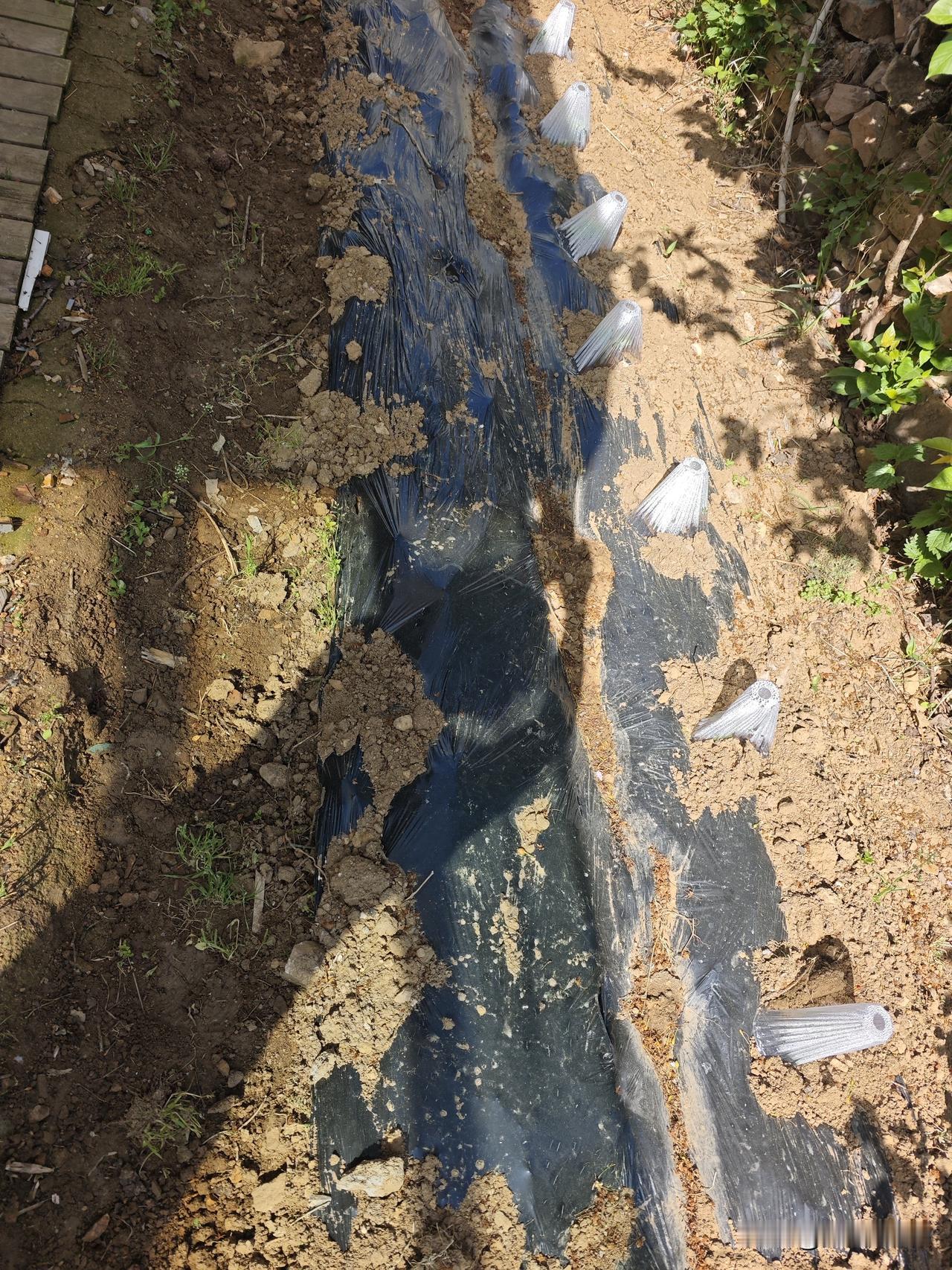 两个老头老太太装模作样的，搁这儿种菜，能不能种成？能不能吃上这菜先不说。你先