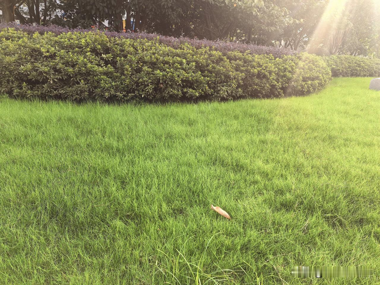 出门后，一抬头一轮上弦月挂在深蓝色的苍穹上，看看日历，没错，今天是农历九月初八，