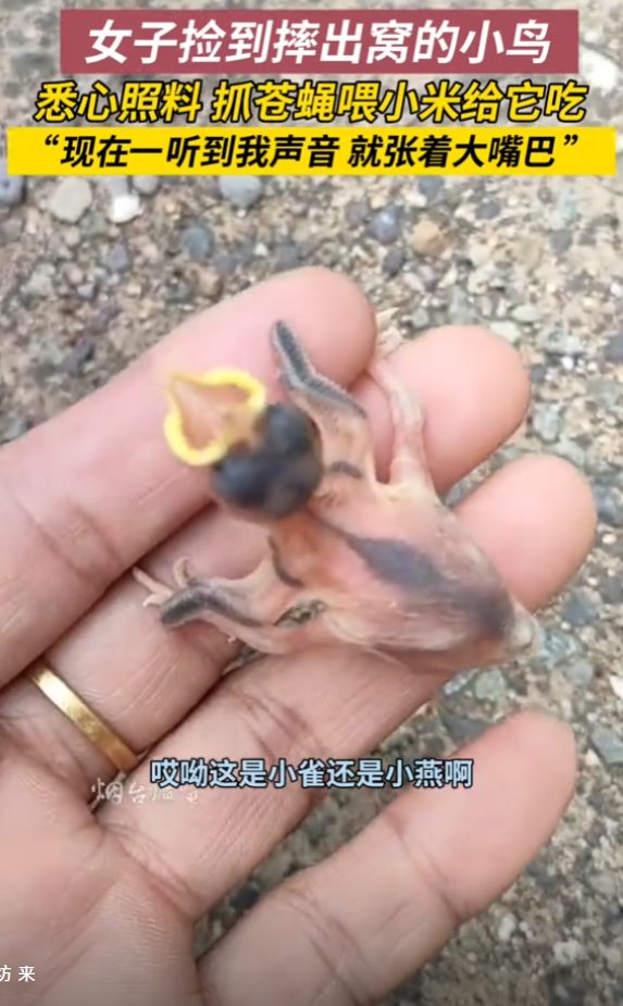 万物皆有灵！山东烟台，女子捡到摔出窝的小鸟，看着很可怜，于是打算把小鸟救活。就每