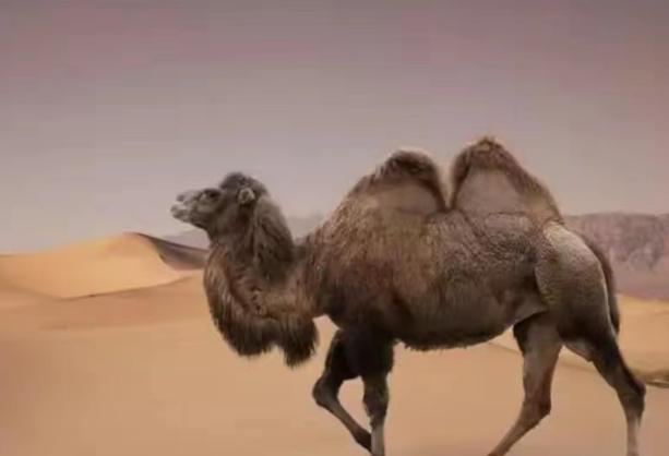 1959年，一新疆少年在沙漠中看到一只濒死的骆驼，他当即将自己仅剩不多的水给骆驼