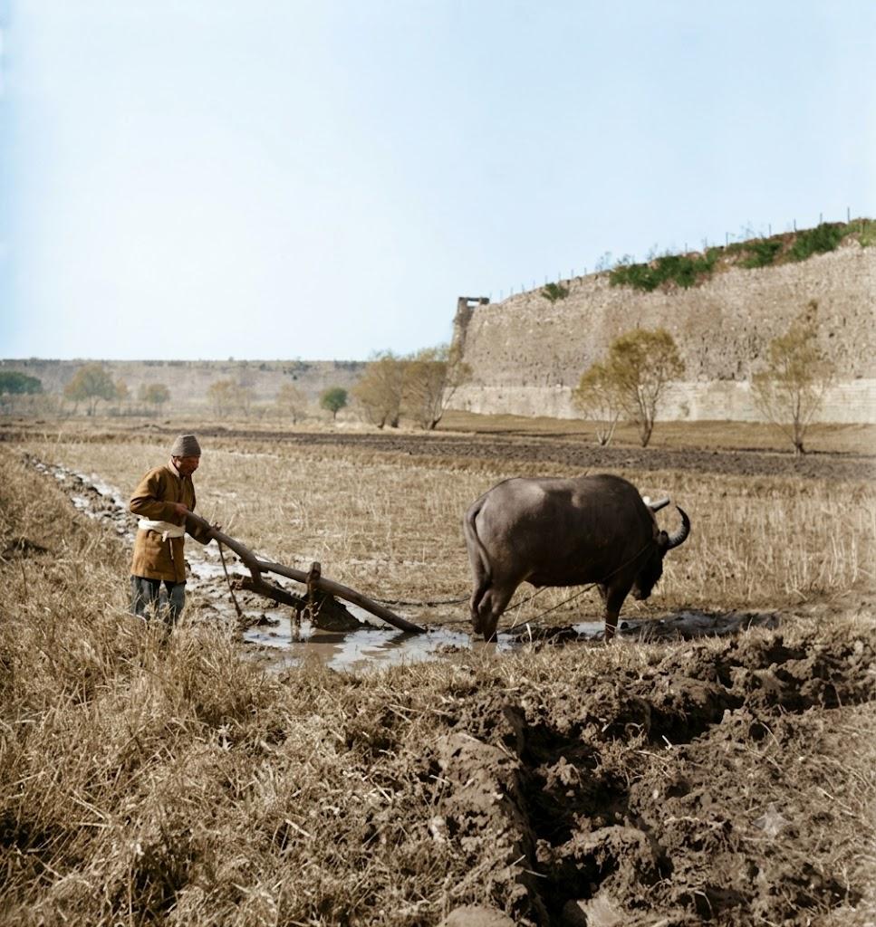 1940年，农人赶水牛犁着水田，身后便是南京明城墙。从明清到民国，城垣外围的河滩