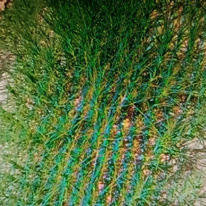 猪毛草这玩意儿，农民朋友真得了解下它的四大作用。首先，它能入药，有清热利湿的功效