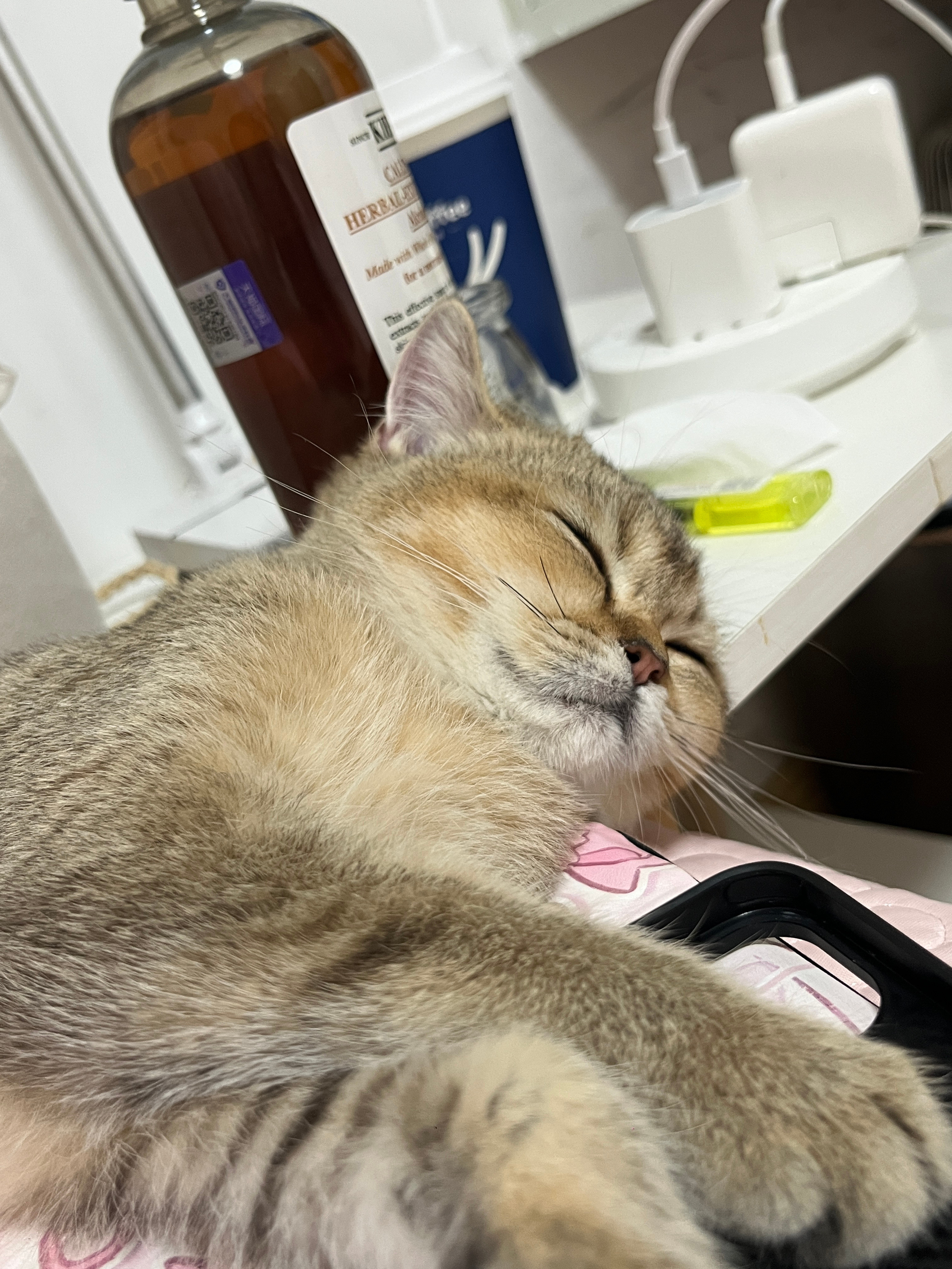小猫它鼻子不透气有鼻涕​​​