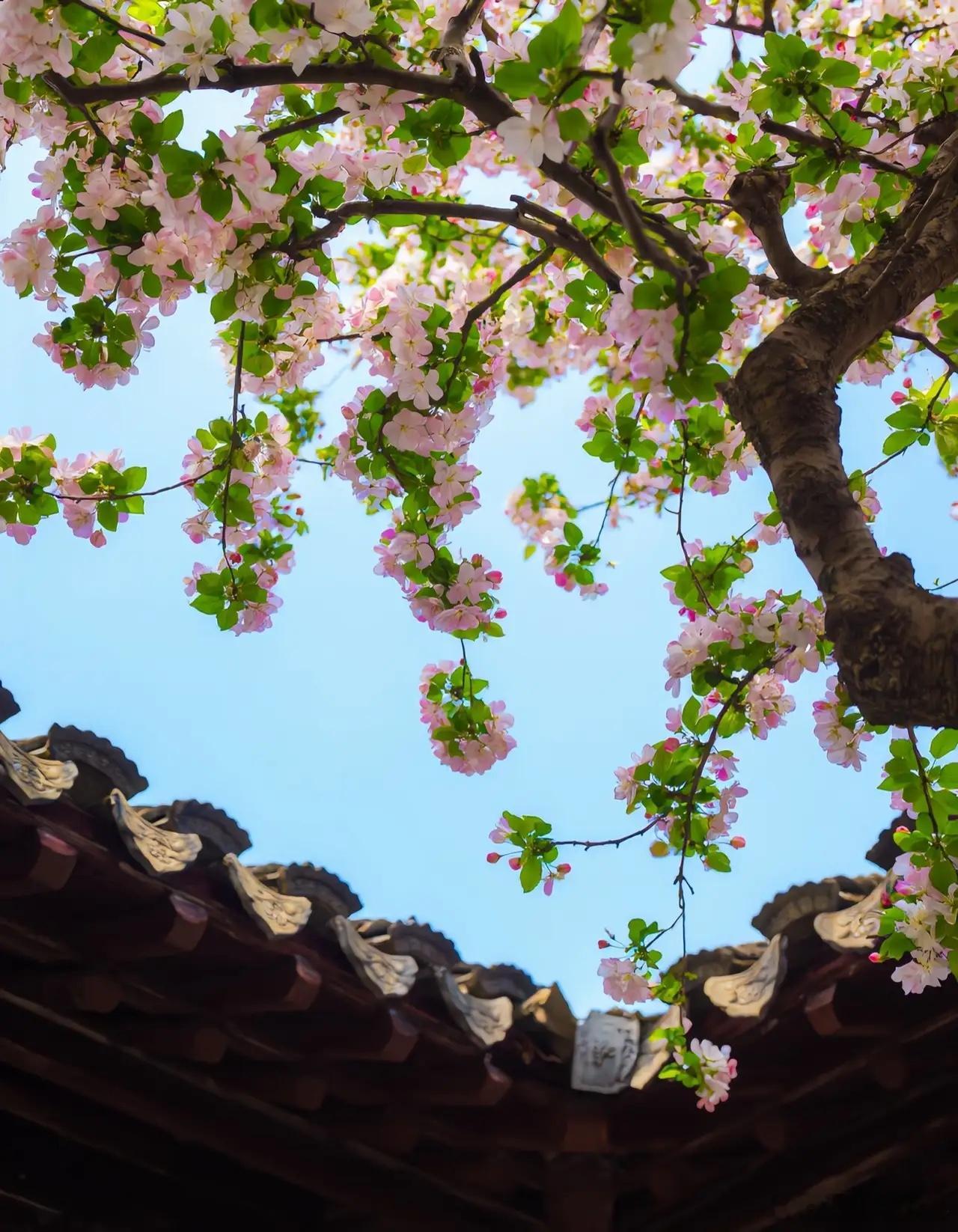 比肉营养还高的9种黄金素菜1. 菠菜别看叶子嫩，里面的铁和叶酸比不少红肉还实在，