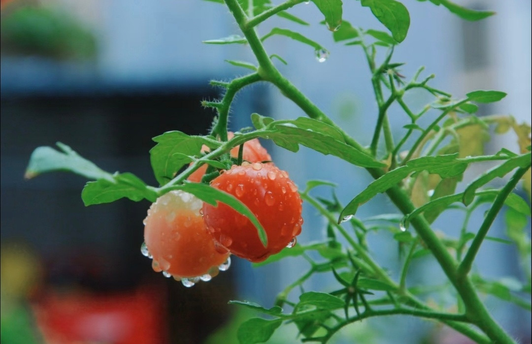 “ 雨后硕果，福运满枝…”​​​