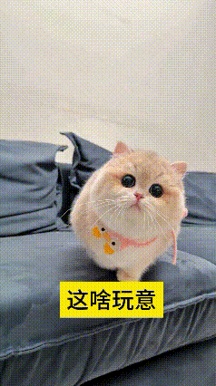 这视频我看了好几遍家里来客人啦，可把小猫给吓坏了，赶紧躲到沙发边缝里头藏起来。