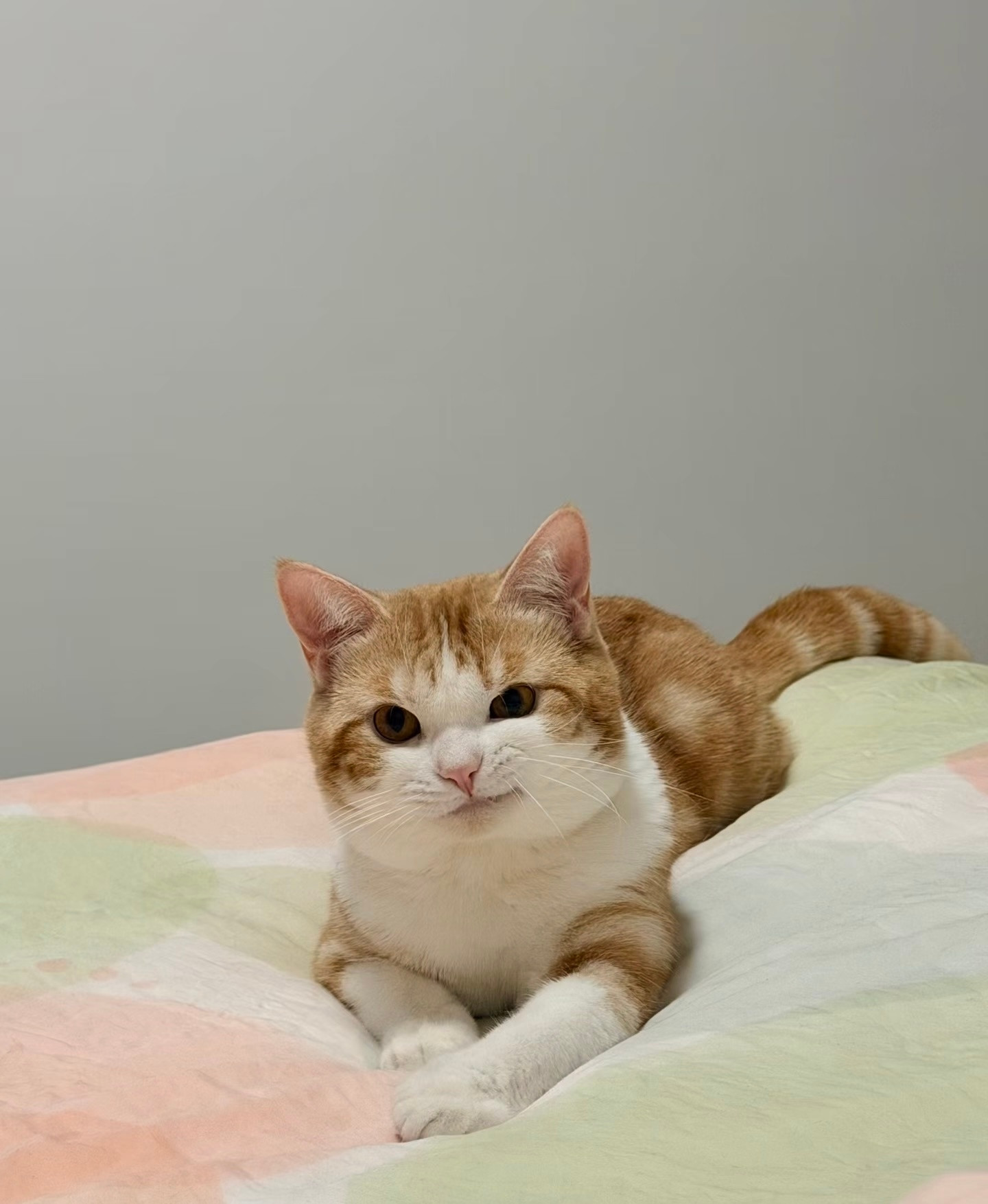 猫：人被我迷住了吧