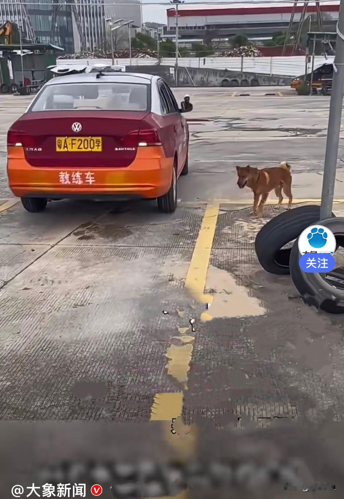 近日广东广州一家驾校，爆红了一位金牌狗教练，真的让人笑到暖心……这只狗狗名叫土