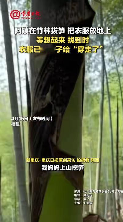 万万没想到，福建，一阿姨在竹林挖笋，挖了一会有点热就把外套脱了，随手放在了地上，