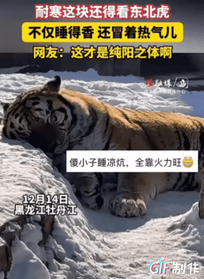 厉害了！零下二三十度的雪地，东北虎睡得直冒热气！黑龙江一女子逛动物园，发现