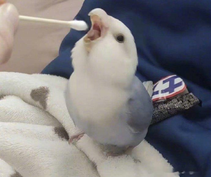 我会乖乖做核酸，你不要离开我。