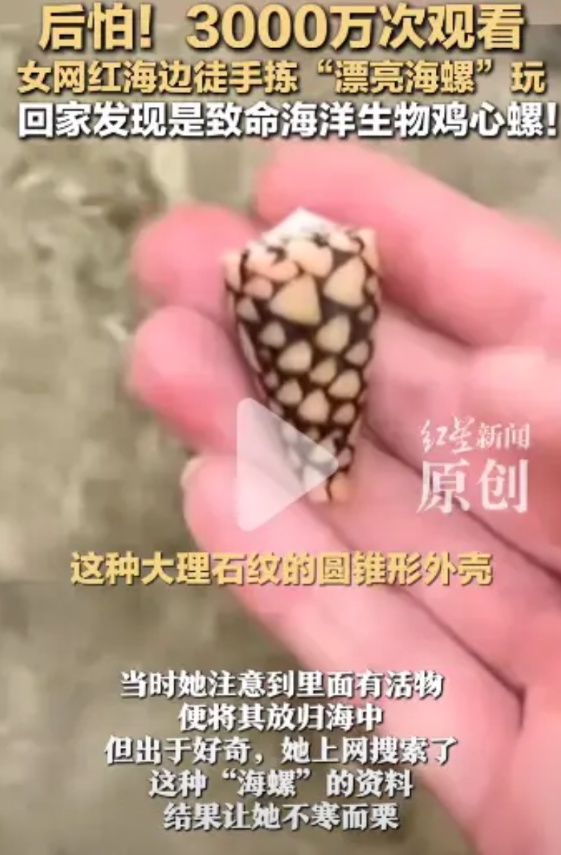 在阳光灿烂的海滩上，一位江苏的女游客赤手空拳地捡起了一只颜色斑斓的海螺。她兴奋地