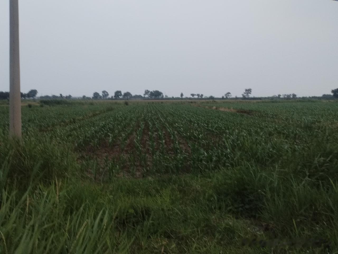 昨天晚上吃完自己包的韭菜鸡蛋饺子后，七点多钟同老伴又出去溜达溜达，出了胡同从街上