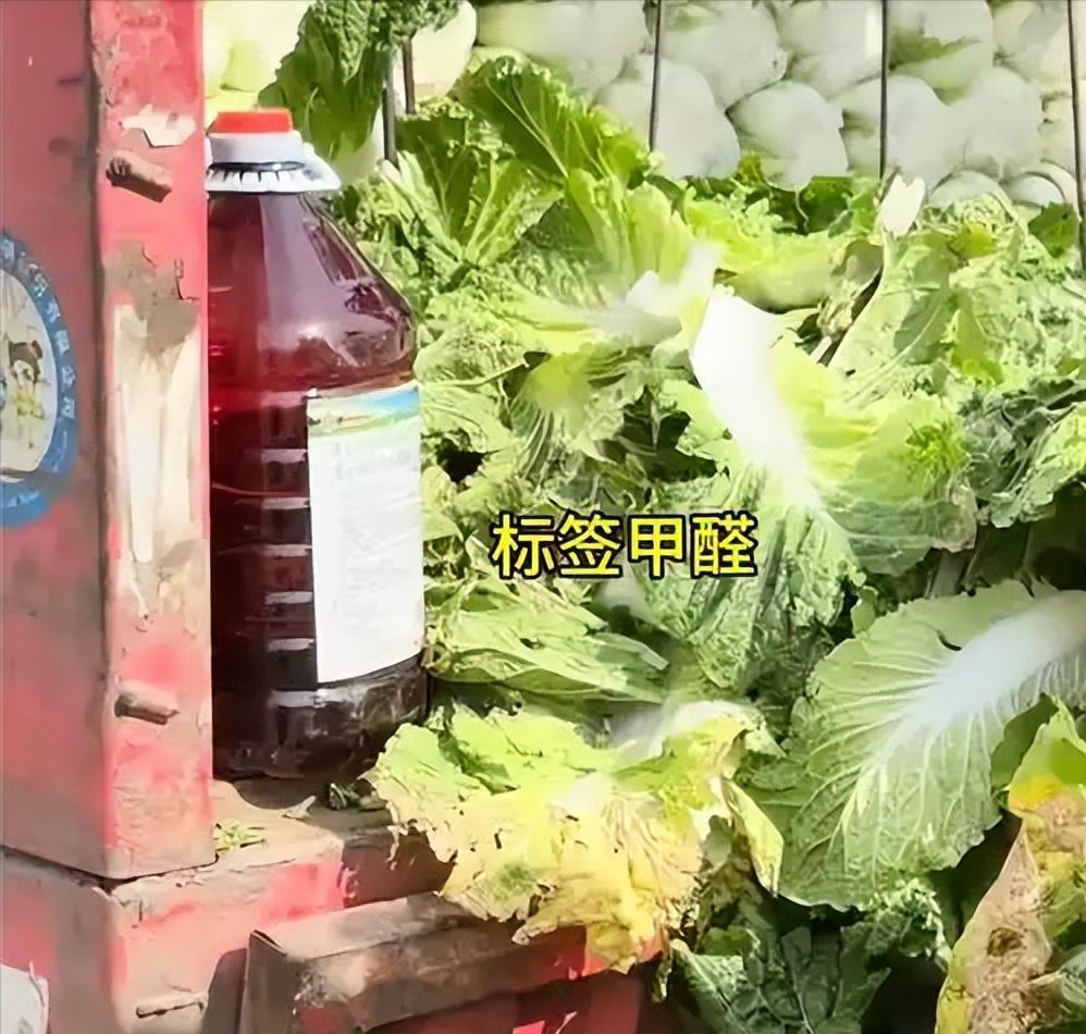 白菜装车前，为什么要先在一桶液体里“蘸一下”？这不是清洗，也不是正常保鲜，而是可