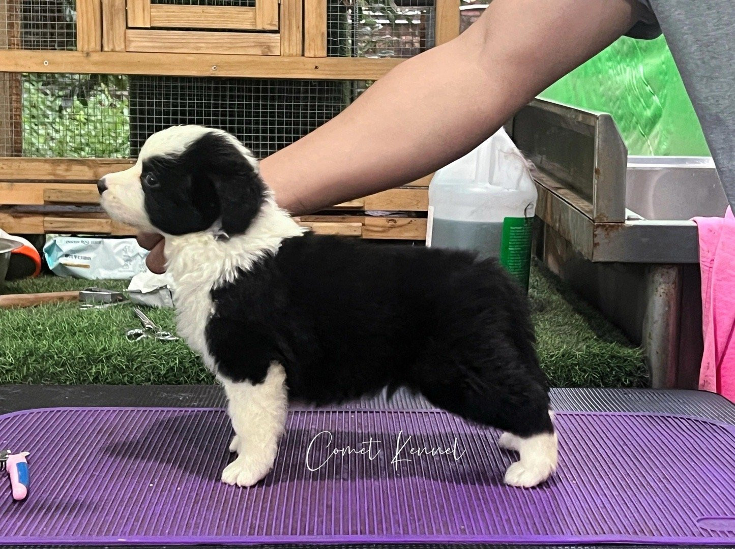 小狗好像知道自己很优秀！