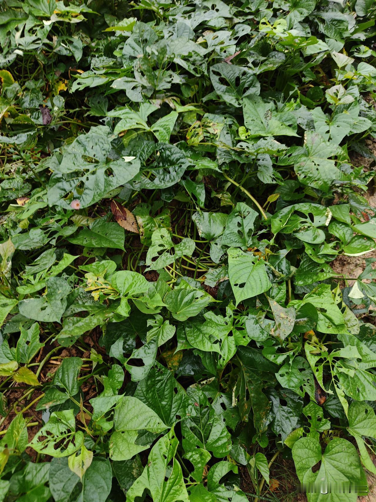 菜园种菜，地里栽山芋，院里养上鸡鸭鹅。一草一木，一田一屋，都是父辈留下的念想。