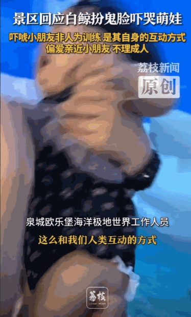 一看就是惯犯！”山东德州，家长带着女儿去游乐园看白鲸，女孩和白鲸互动时，白鲸好像