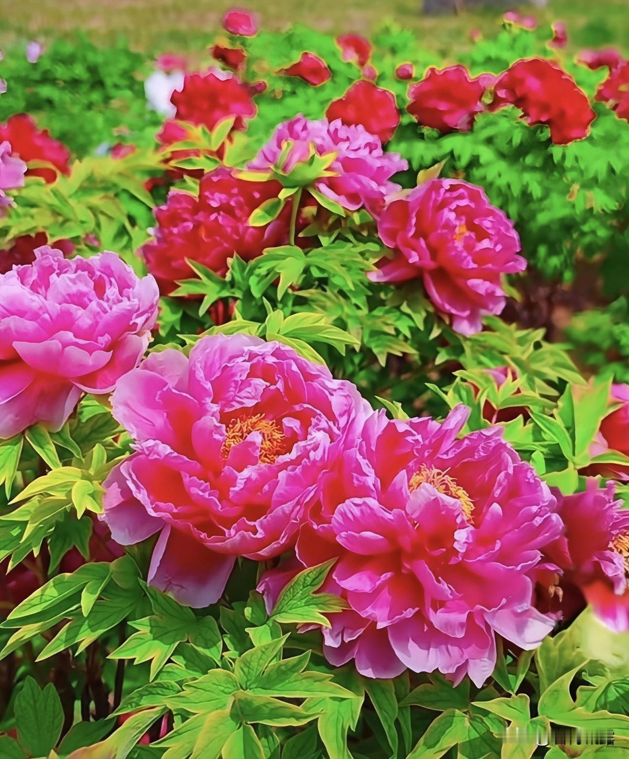 在百花盛开的季节里，美丽的牡丹应季开放，欣赏牡丹花开，花香馥郁，艳美芬芳，放牧视