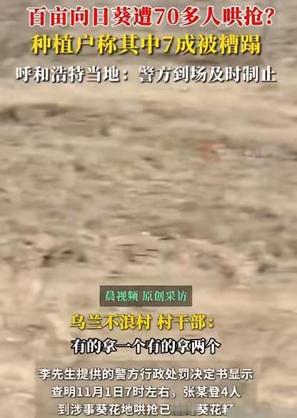 内蒙古呼和浩特，男子承包了400亩地，全部种植向日葵。辛辛苦苦一年，眼看到了收割