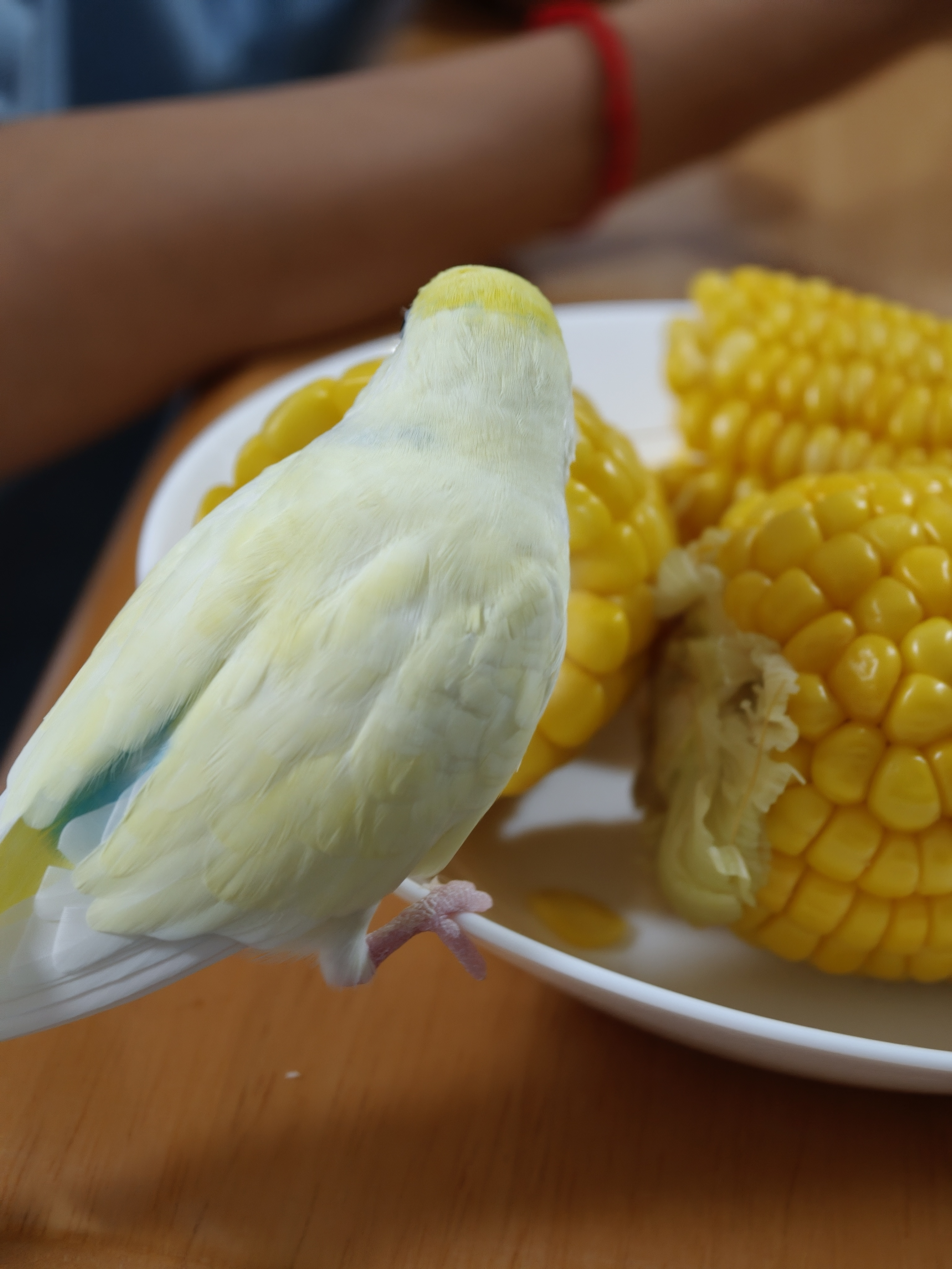 布丁现在完全变成狗了，只要这边开饭，立马凑过来凑热闹