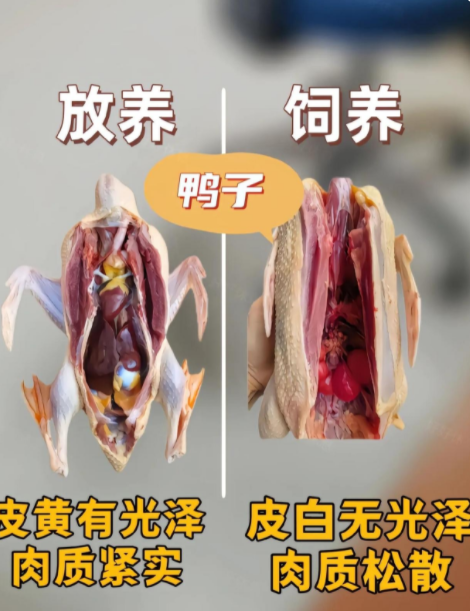 去菜市场：鸭子、鸡肉怎么买？看这篇就够了