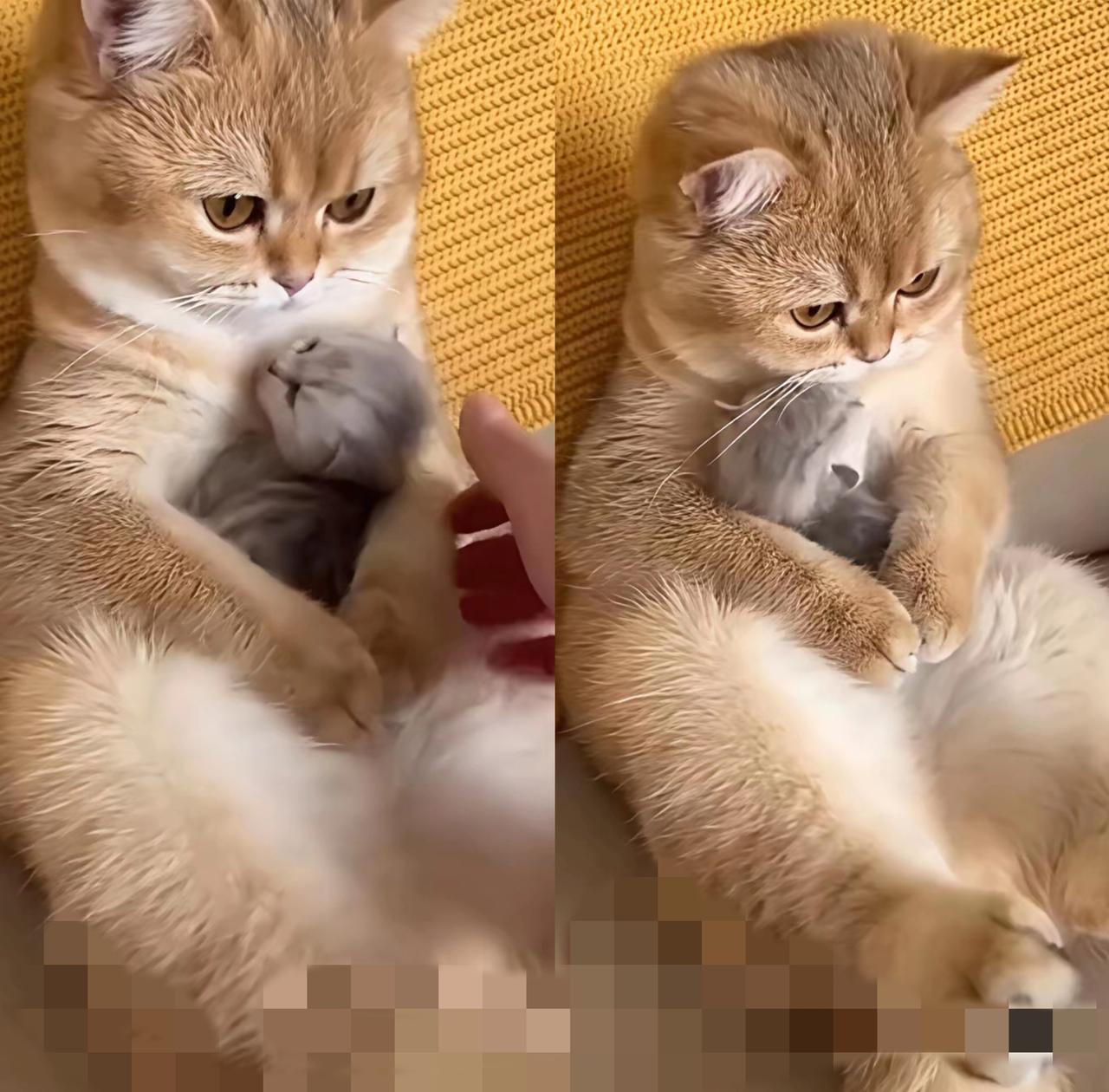 养了七年的母猫，好不容易生下一只独苗，那护崽的样子，真的太让人破防了。