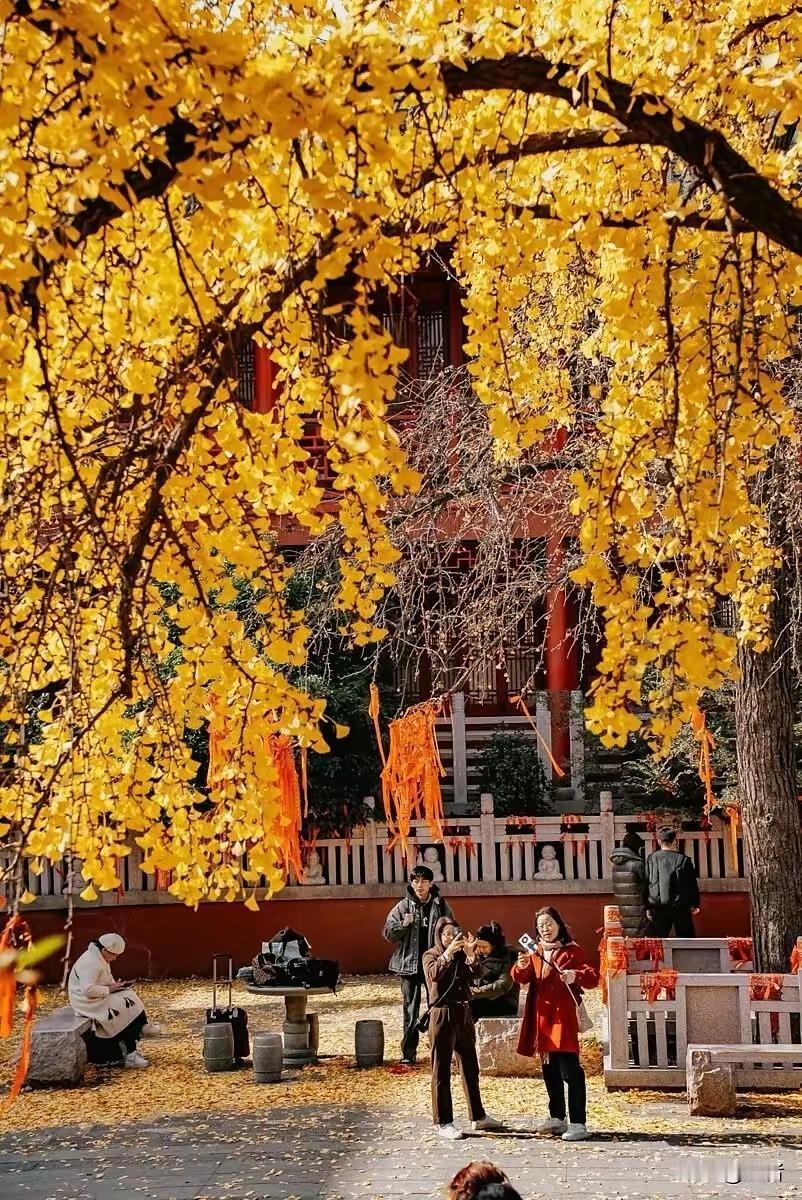 你觉得南京最美的秋景在哪