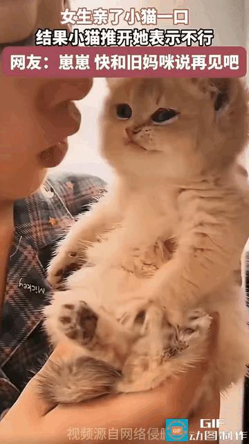 主人：买了一只猫咪，每次想亲亲，都是脑凶成怒！猫咪：不要以为你花了钱，就强迫我